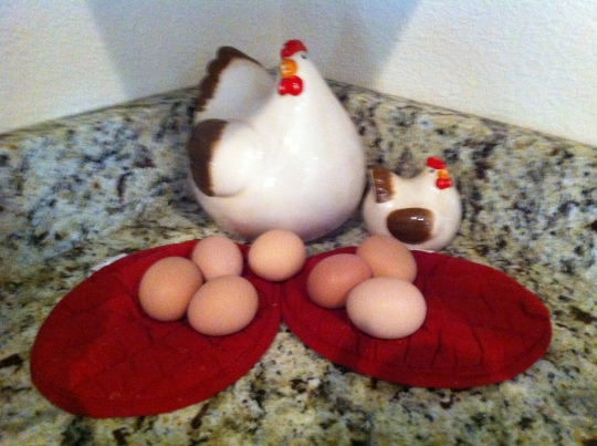 Seven chickens, seven eggs...life is good!