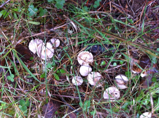 A delicate cluster. Fairy Rings??