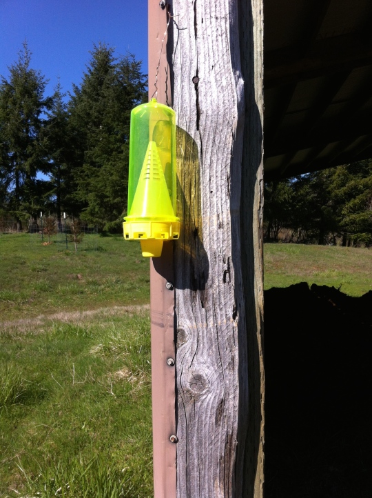 We've hung the wasp traps to capture as many queens as we can when they emerge from hiding!