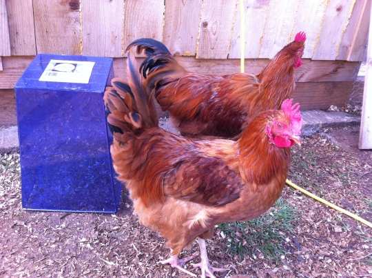 Two of the young adult roosters of the Middles.  They were really handsome boys!