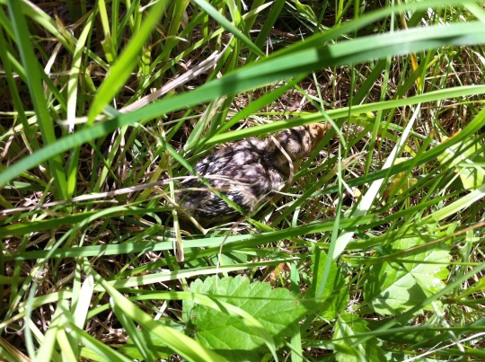 A hidden poult!  With her head slightly raised, this one was actually a little easier to see.