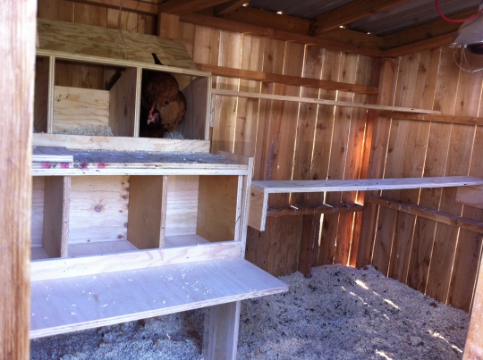 New nesting boxes + new roosting boards = happy campers.