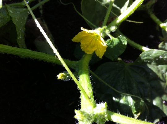 The first cantaloup flower...leading to the first fruit.
