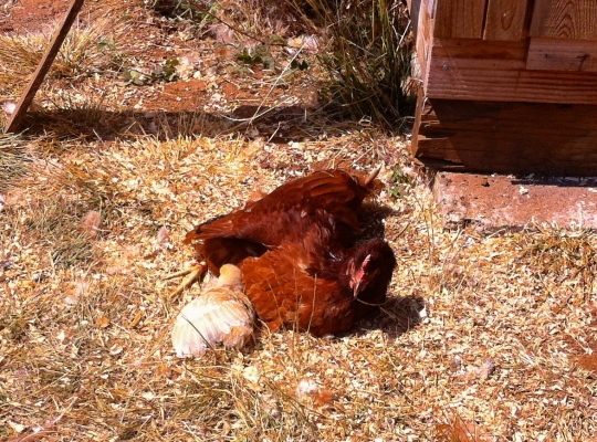 Mama and Chick catching some rays.