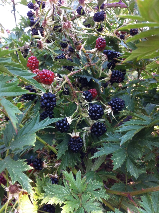 Blackberries 2015